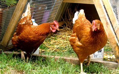 درآمد پرورش مرغ تخمگذار بومی - سپید طیور